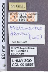 Etikette zu Melanactes densus (NHMW-ZOO-COL-0010867)